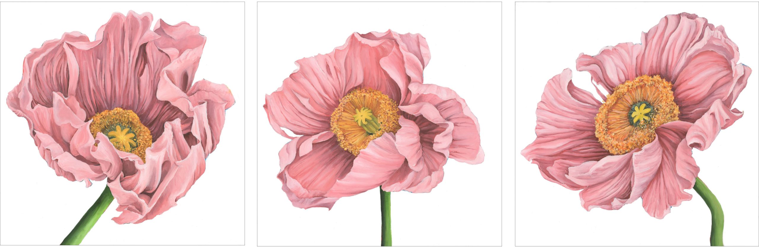 Poppy Love triptych