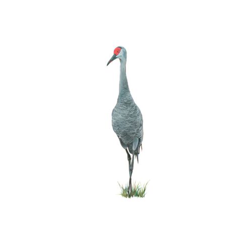 Fred Giclee Print