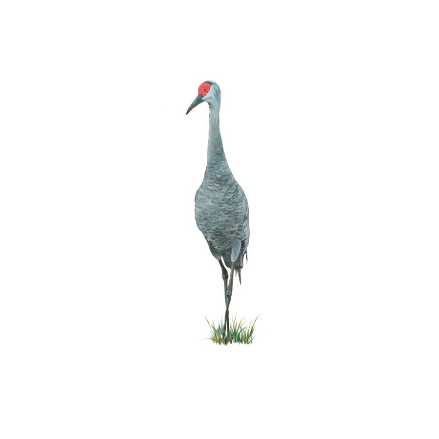 Fred Giclee Print