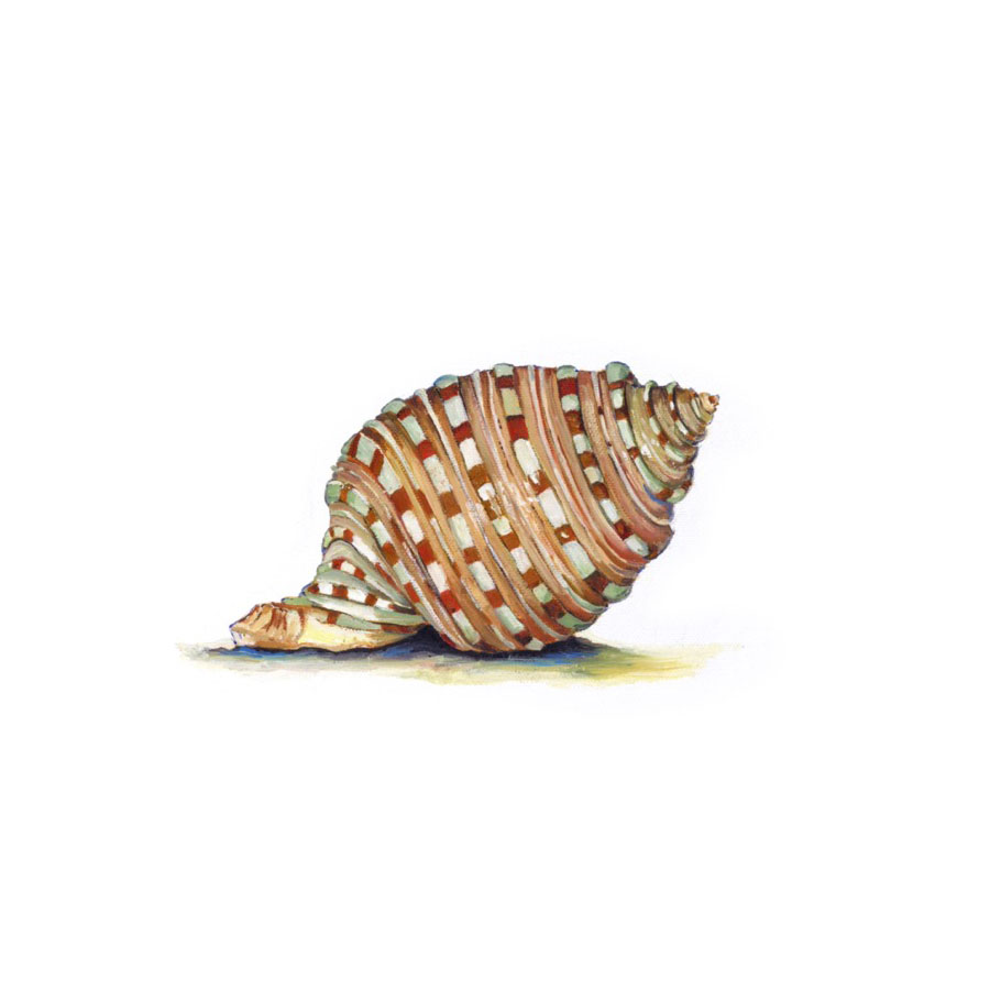 Mollusk Giclee Print