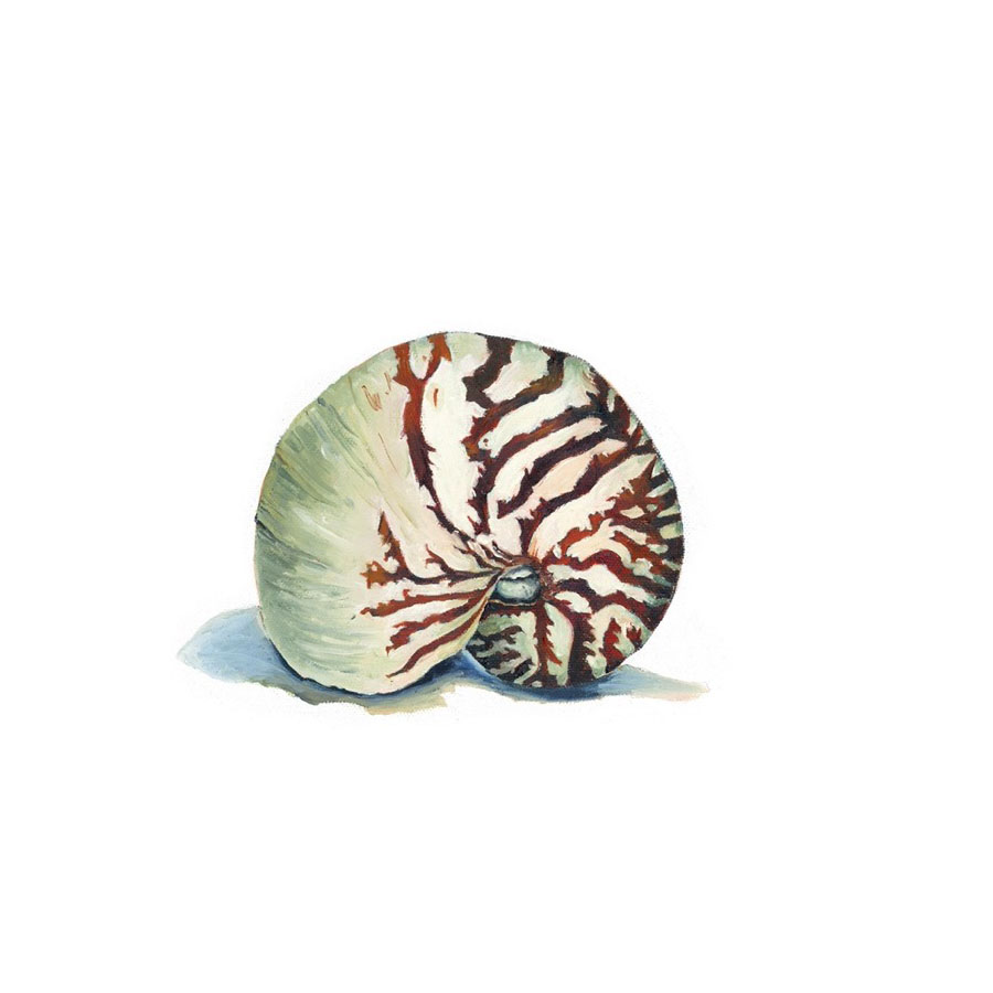 Nautilus Giclee Print