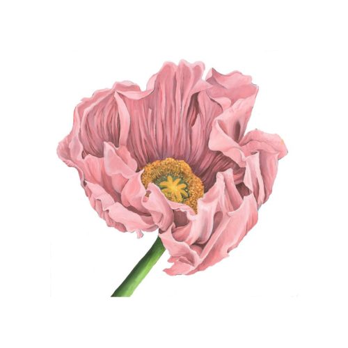 Poppy Love I Giclee Print