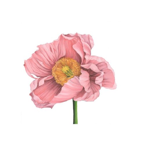 Poppy Love II Giclee Print