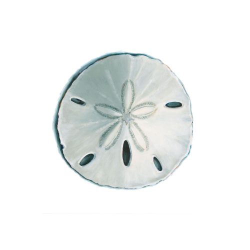 Sand Dollar Giclee Print