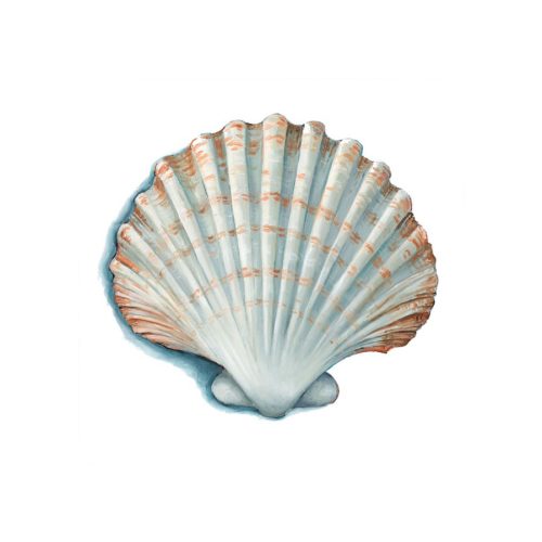 Scallop Shell Giclee Print
