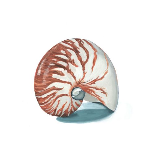 Sea Spiral Giclee Print