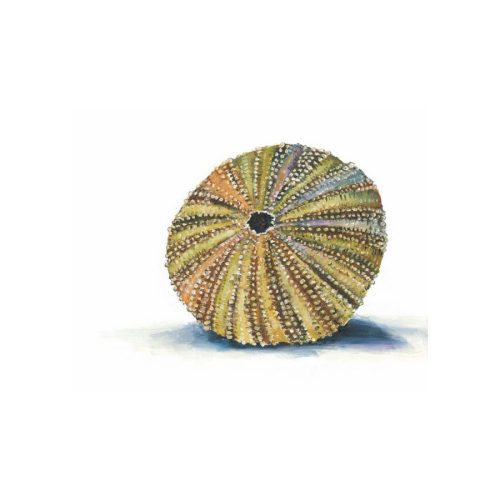 Sea Urchin Giclee Print