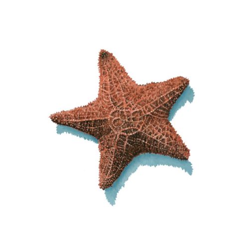 Starfish Giclee Print