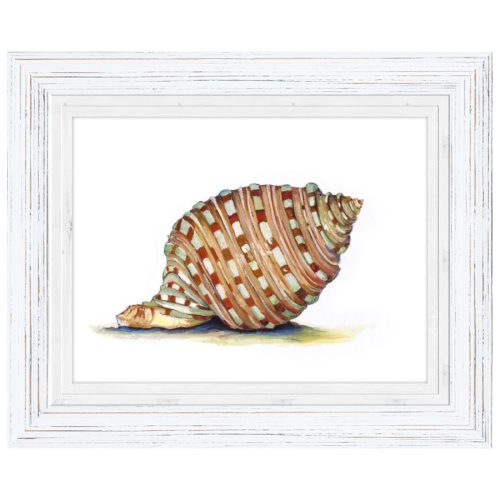 Mollusk