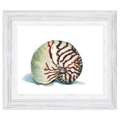 Nautilus