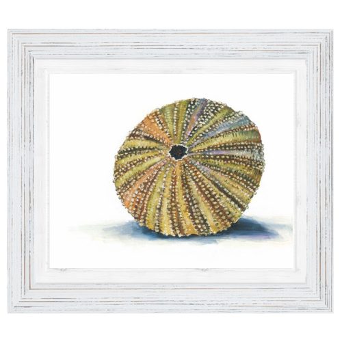 Sea Urchin